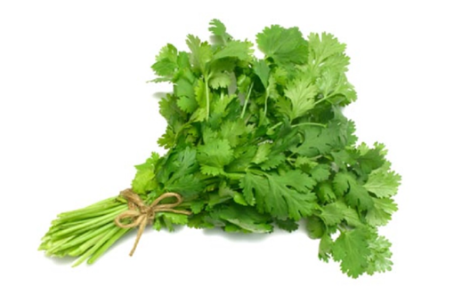 Picture of CILANTRO