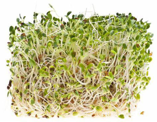 Picture of SPROUTS ALFALFA BULK 2 BC