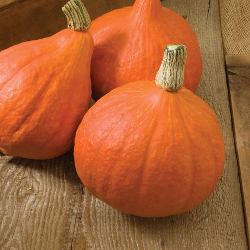 Picture of SQUASH RED KURI BC