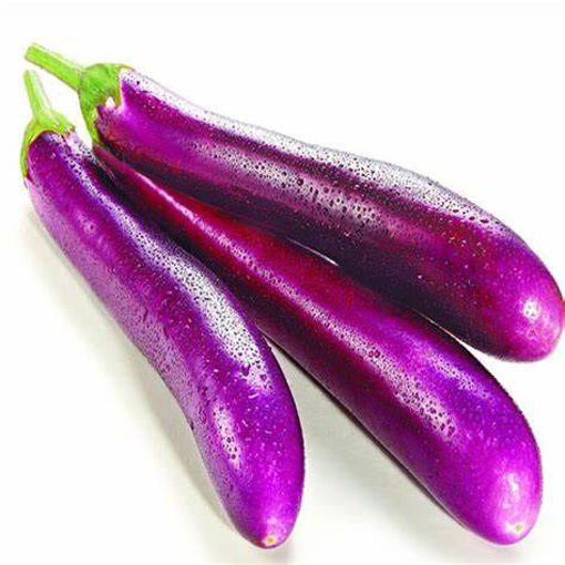 Picture of EGGPLANT CHINESE ORG